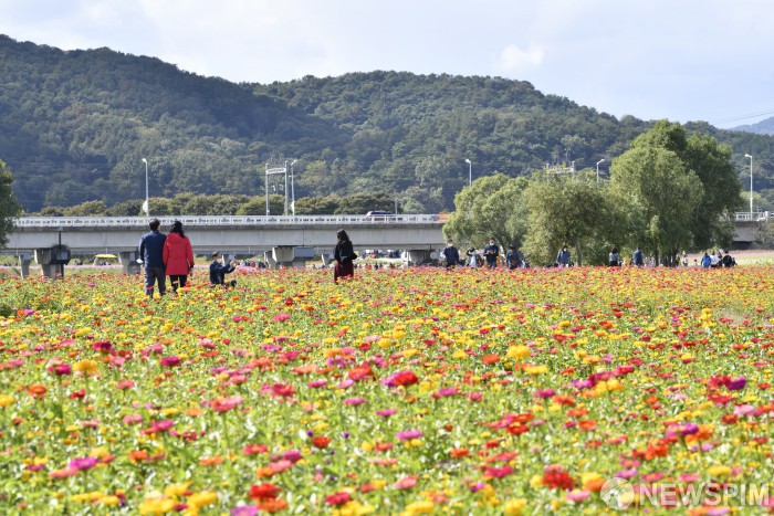 장성 황룡강 가을꽃축제 장성 황룡강 가을꽃축제