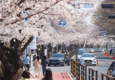 여의도 벚꽃길, 4월 1일부터 열흘간 교통 통제