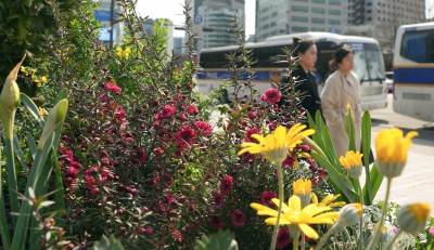 화사한 봄꽃으로 단장된 서울광장