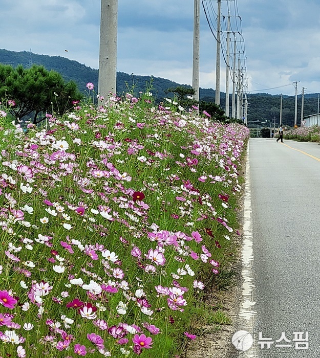 사진