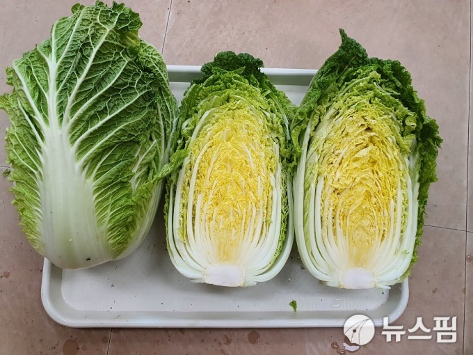 올해 괴산배추 937톤 대만 수출...맛과 품질 인정