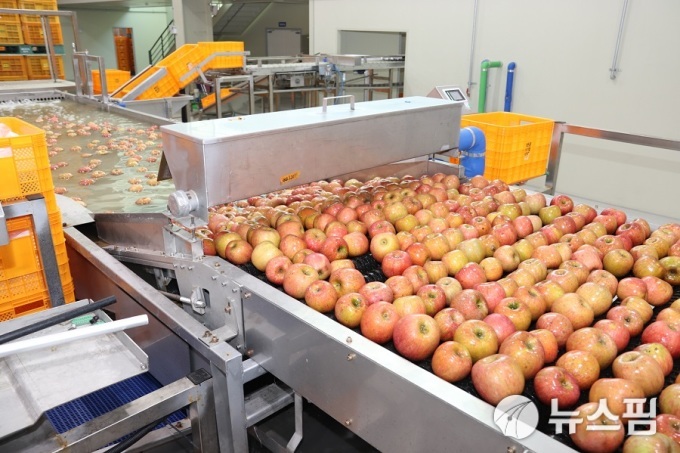 '결초보은 사과' 17년 만에 베트남 하노이 수출 재개