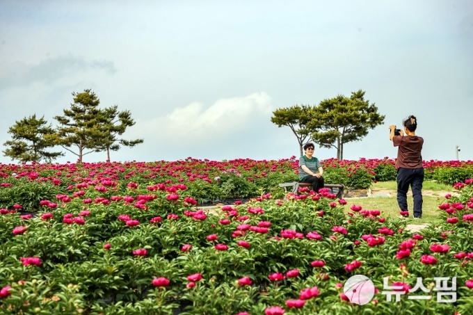 사진