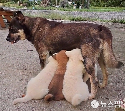 [대선 밖 유기견]①'동물 공약' 내놨지만…이재명·김문수가 놓친 것