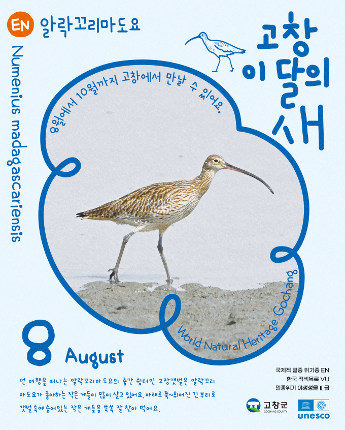 '고창갯벌 이달의 새' 멸종위기 철새 알락꼬리마도요 선정