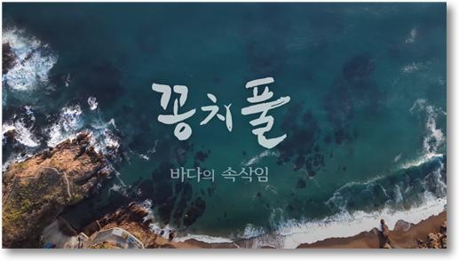 MBC강원영동, 해조류 '꽁치풀-바다의 속삭임' 다큐 제작