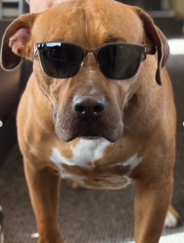 '개판'이 된 MLB…야마모토 반려견도 다저스 슈퍼스타로 급부상