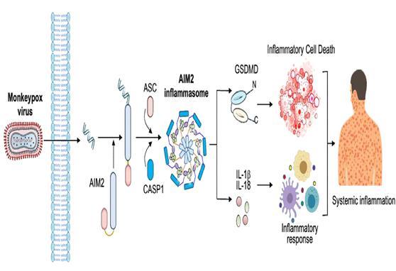 정부, 엠폭스 치명률 높이는 단백질 'AIM2' 발견…"치료제 근거 발견"