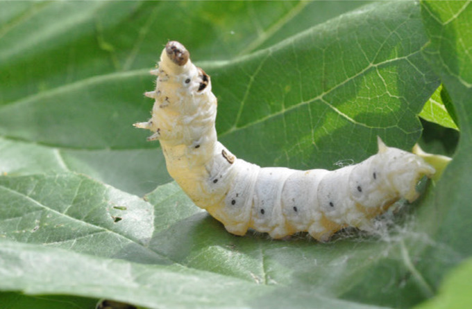 누에로 만든 '홍잠' 체중감소에 효과…농진청, 기능성 식품 개발