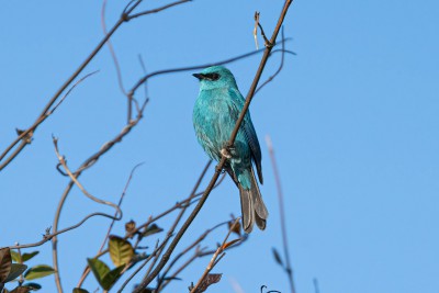 ‘에메랄드빛 보석’ 제주서 미조 파랑딱새 발견