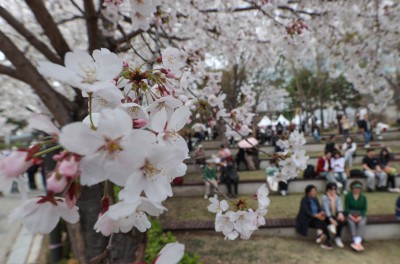 다시 돌아온 석촌호수 벚꽃