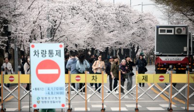 다가온 벚꽃의 계절... 윤중로 축제 앞두고 차량 통제
